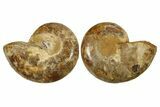 Jurassic Cut & Polished Ammonite Fossil - Madagascar #288404-1